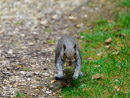 Grey Squirrel - Wiewiórka Szara